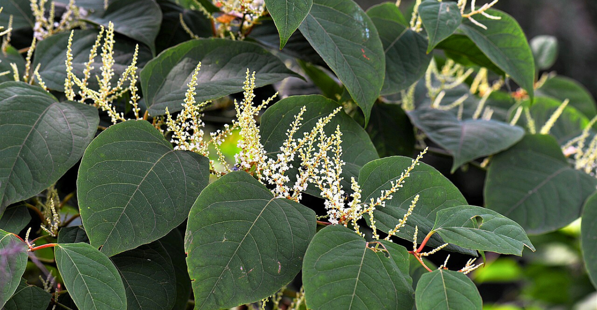 Japanese knotweed branch
